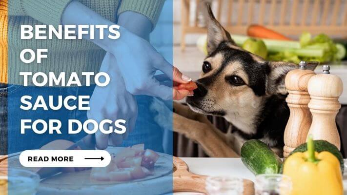 Benefits of Tomato Sauce for Dogs