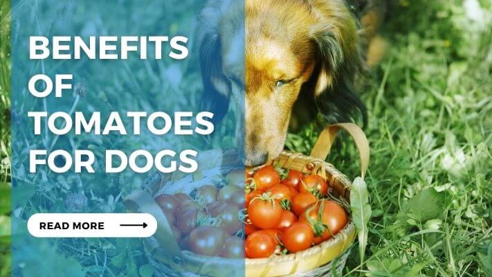 Benefits of Tomatoes for Dogs
