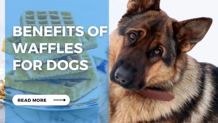 Benefits of Waffles  for Dogs