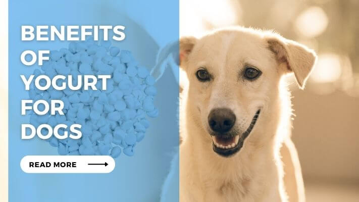 Benefits of Yogurt for Dogs