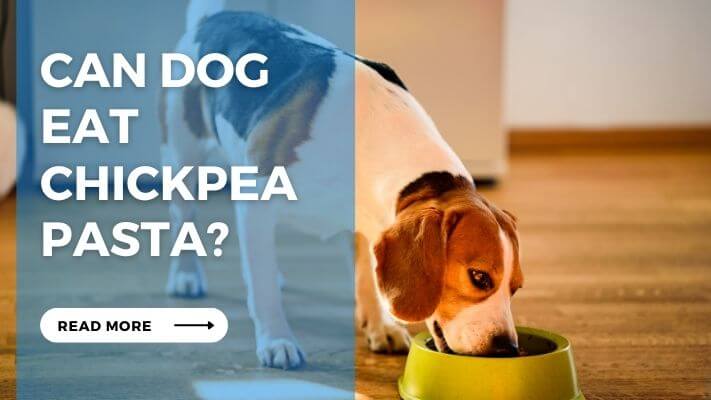 Can Dog Eat Chickpea Pasta