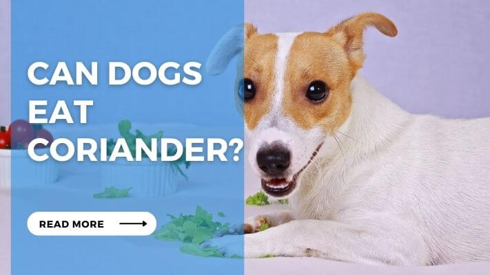 Can Dog Eat Coriander