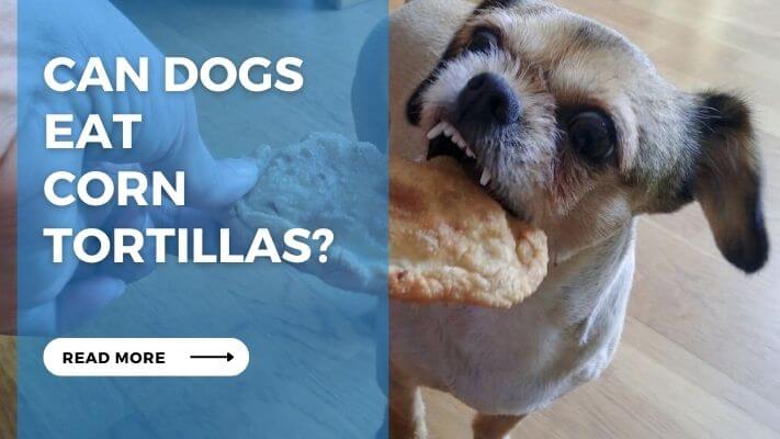 Can Dog Eat Corn Tortillas