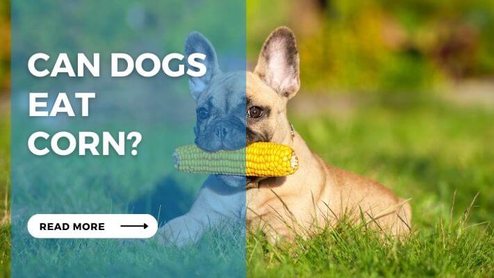Can Dog Eat Corn