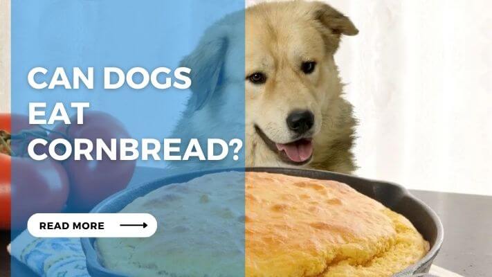 Can Dog Eat Cornbread