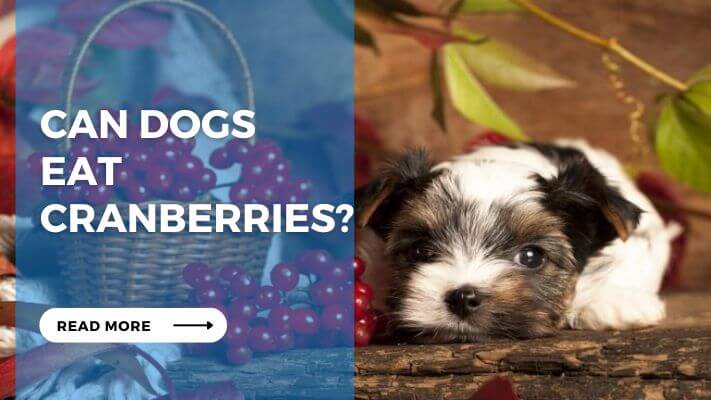 Can Dog Eat Cranberries