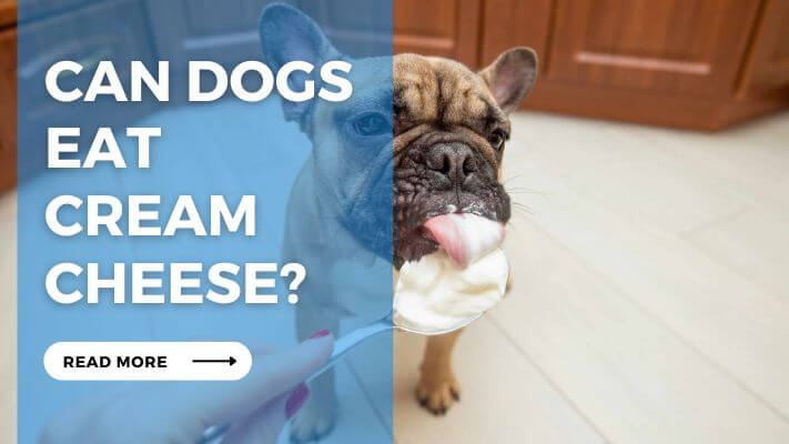 Can Dog Eat Cream Cheese