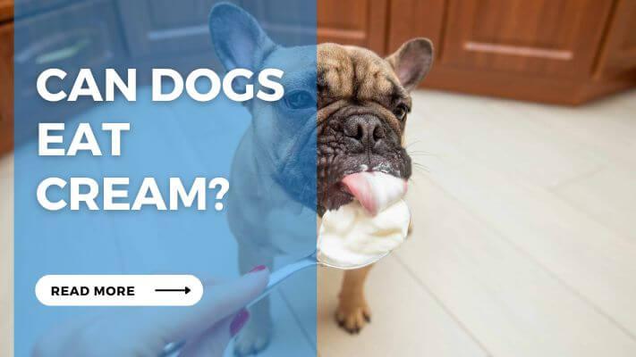 Can Dog Eat Cream
