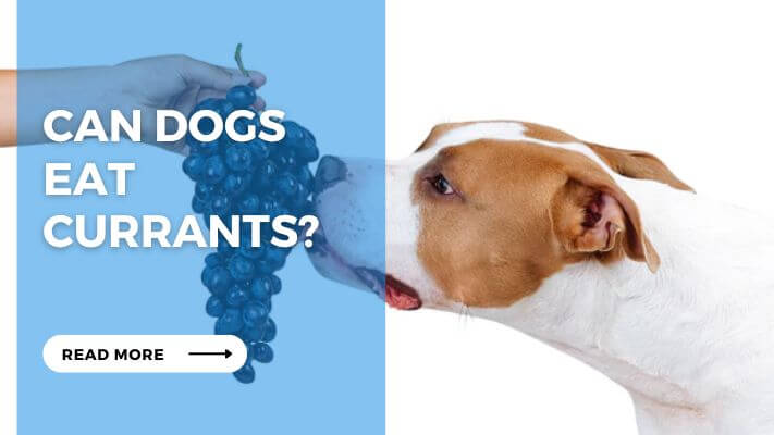 Can Dog Eat Currants