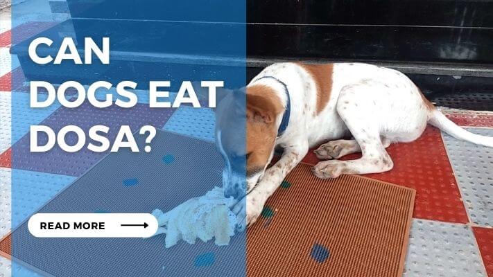 Can Dog Eat Dosa