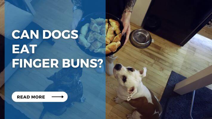 Can Dog Eat Finger Buns