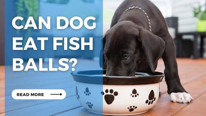 Can Dog Eat Fish Balls