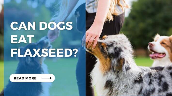 Can Dog Eat Flaxseed