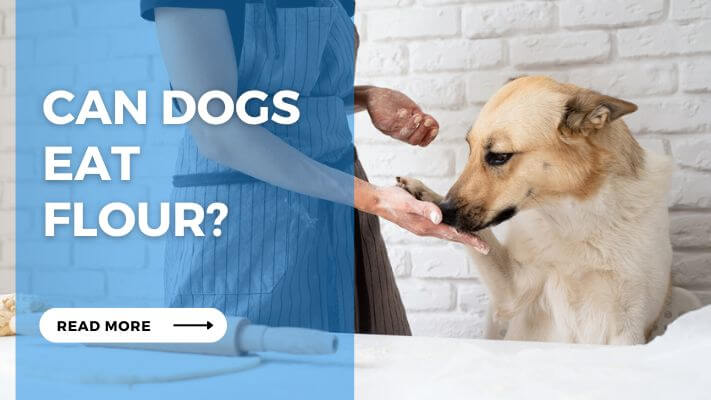 Can Dog Eat Flour