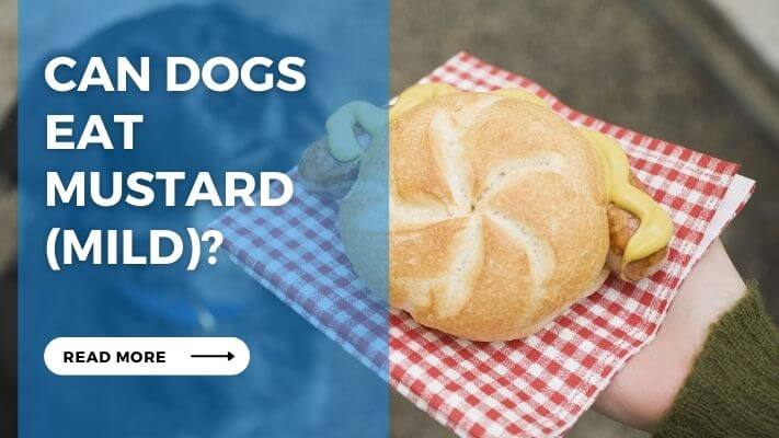 Can Dog Eat Mustard (Mild)
