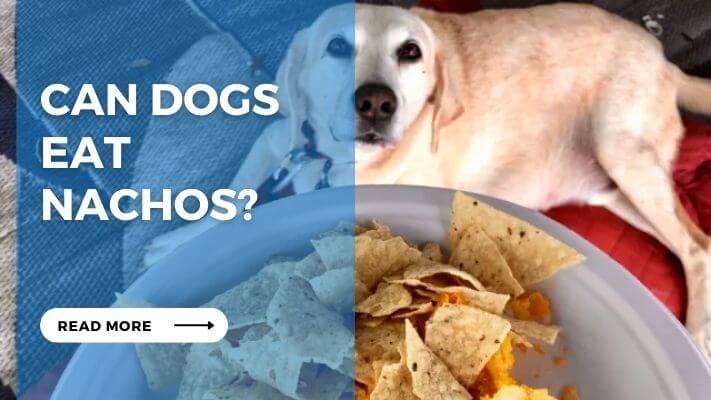 Can Dog Eat Nachos