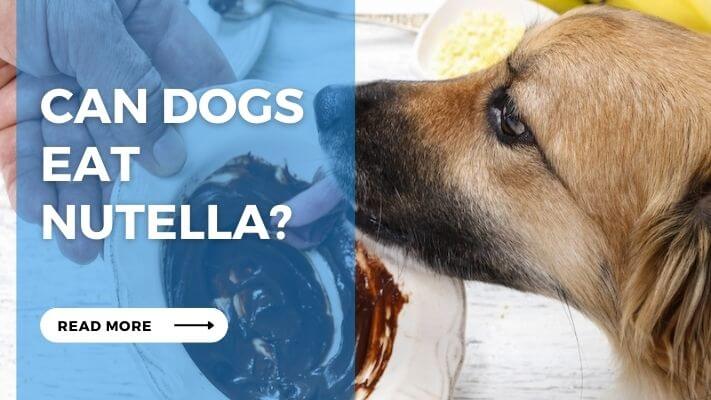 Can Dog Eat Nutella