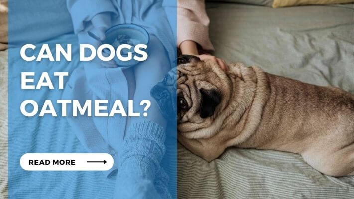 Can Dog Eat Oatmeal