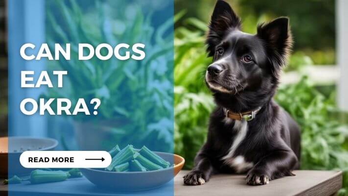 Can Dog Eat Okra