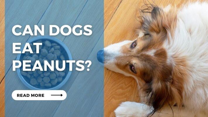 Can Dog Eat Peanuts