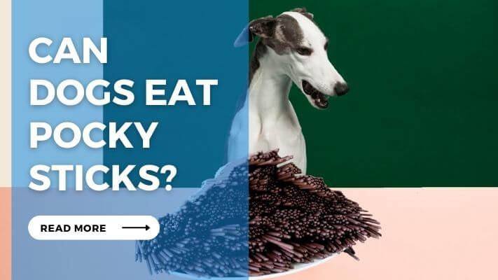 Can Dog Eat Pocky Sticks