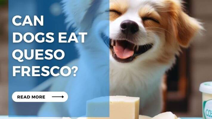 Can Dog Eat Queso Fresco