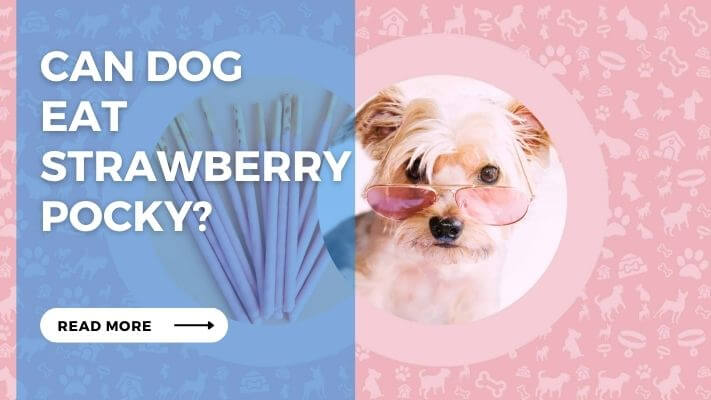 Can Dog Eat Strawberry Pocky