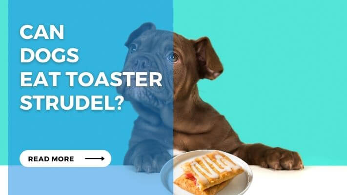 Can Dog Eat Toaster Strudel