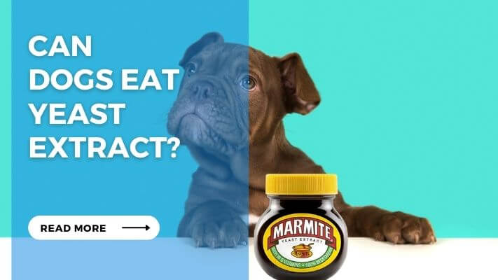 Can Dog Eat Yeast Extract