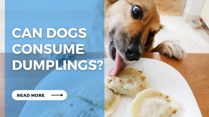 Can Dogs Consume Dumplings