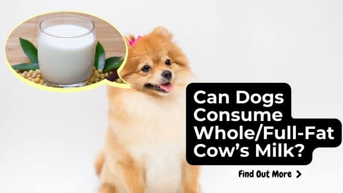 Can Dogs Consume WholeFull-Fat Cow’s Milk