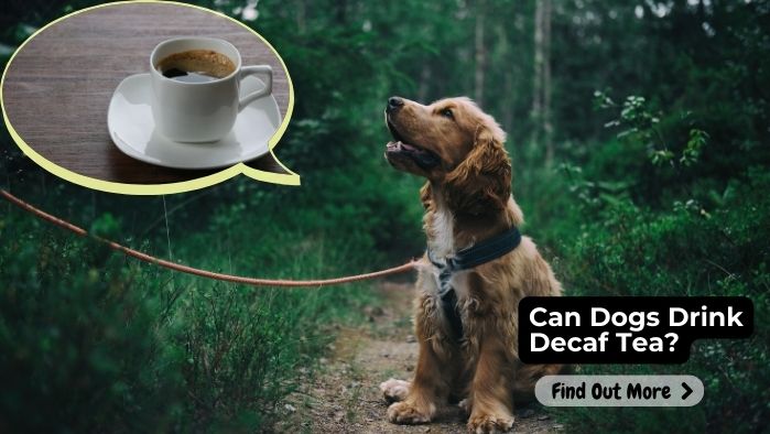 Can Dogs Drink Decaf Tea