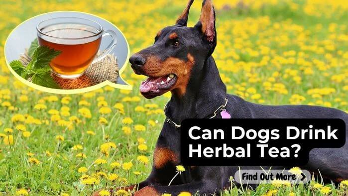 Can Dogs Drink Herbal Tea