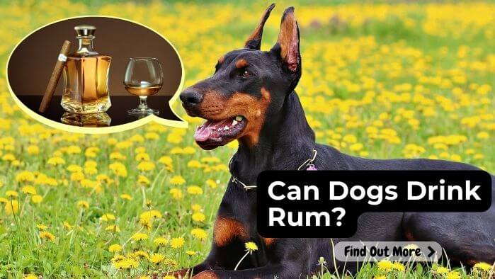 Can Dogs Drink Rum