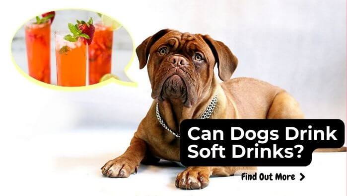Can Dogs Drink Soft Drinks