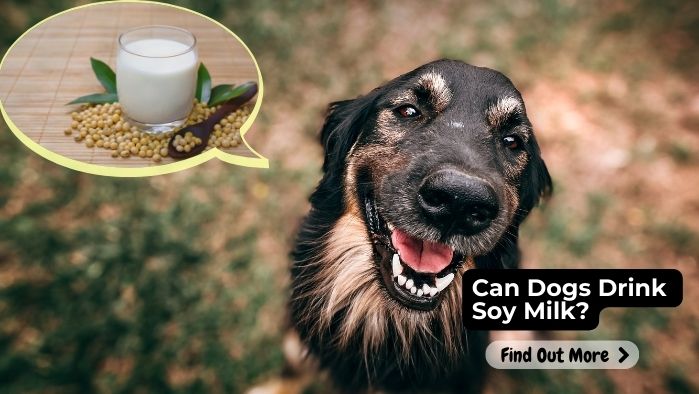 Can Dogs Drink Soy Milk
