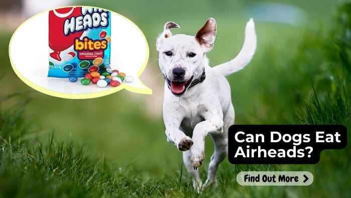 Can Dogs Eat Airheads