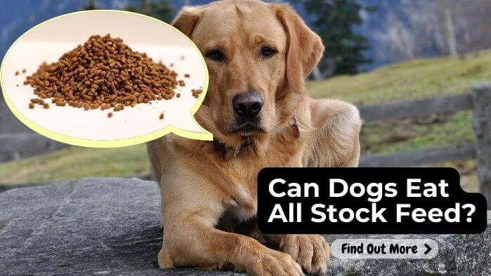 Can Dogs Eat All Stock Feed