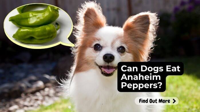 Can Dogs Eat Anaheim Peppers