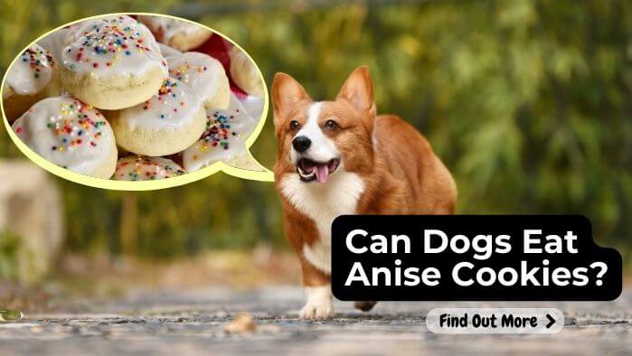 Can Dogs Eat Anise Cookies