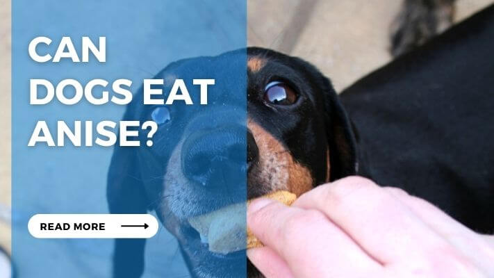 Can Dogs Eat Anise