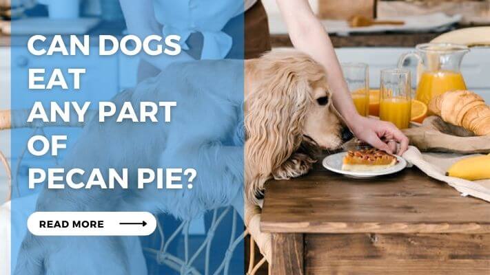 Can Dogs Eat Any Part of Pecan Pie