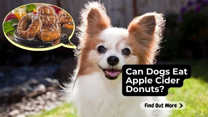 Can Dogs Eat Apple Cider Donuts