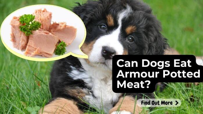 Can Dogs Eat Armour Potted Meat