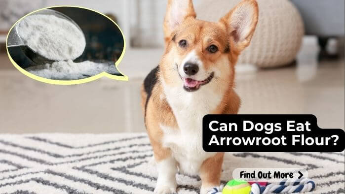 Can Dogs Eat Arrowroot Flour