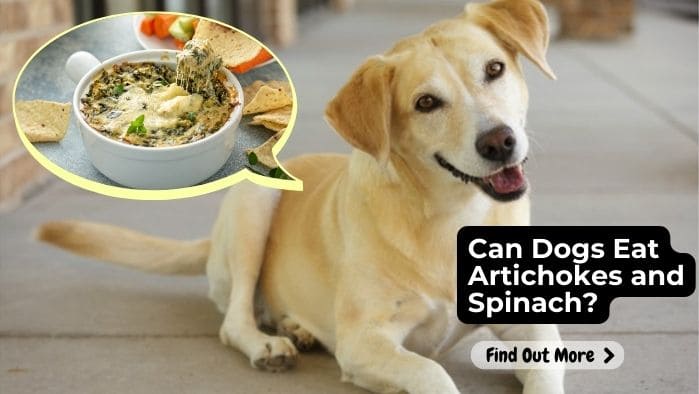 Can Dogs Eat Artichokes and Spinach