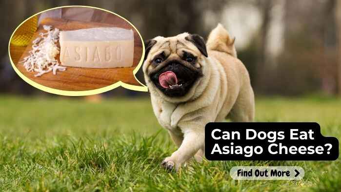 Can Dogs Eat Asiago Cheese