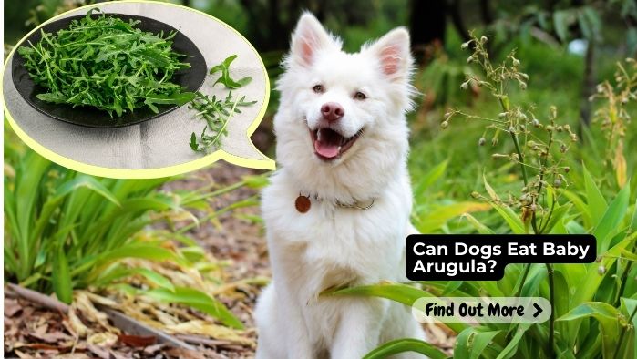 Can Dogs Eat Baby Arugula