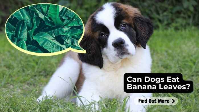 Can Dogs Eat Banana Leaves