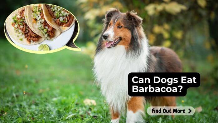 Can Dogs Eat Barbacoa